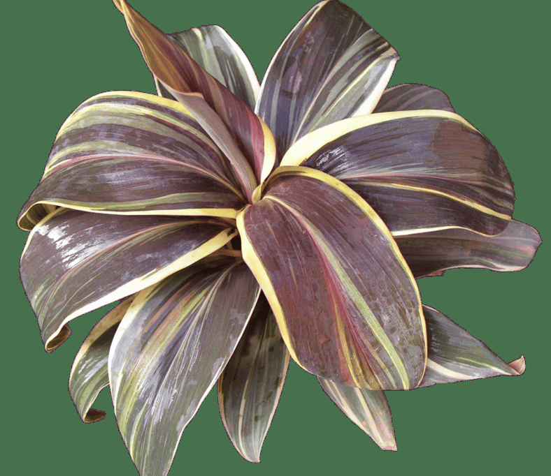Cordyline Fruticosa Assorted - View 12 from www redcrocus com