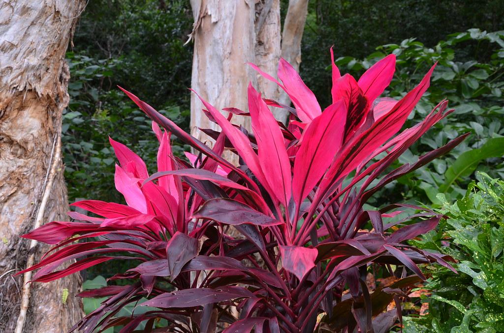 Cordyline Fruticosa Assorted - View 13 from www redcrocus com
