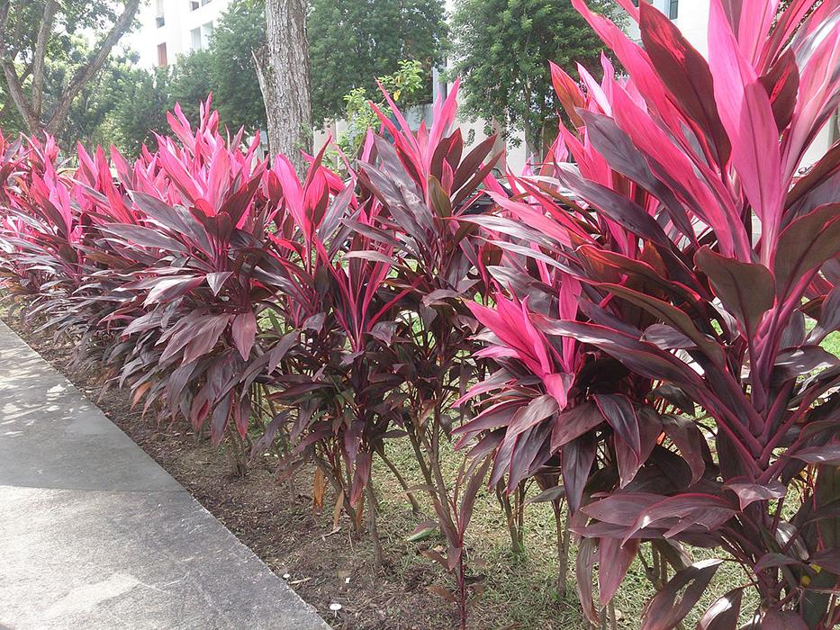 Cordyline Fruticosa Assorted - View 14 from www redcrocus com