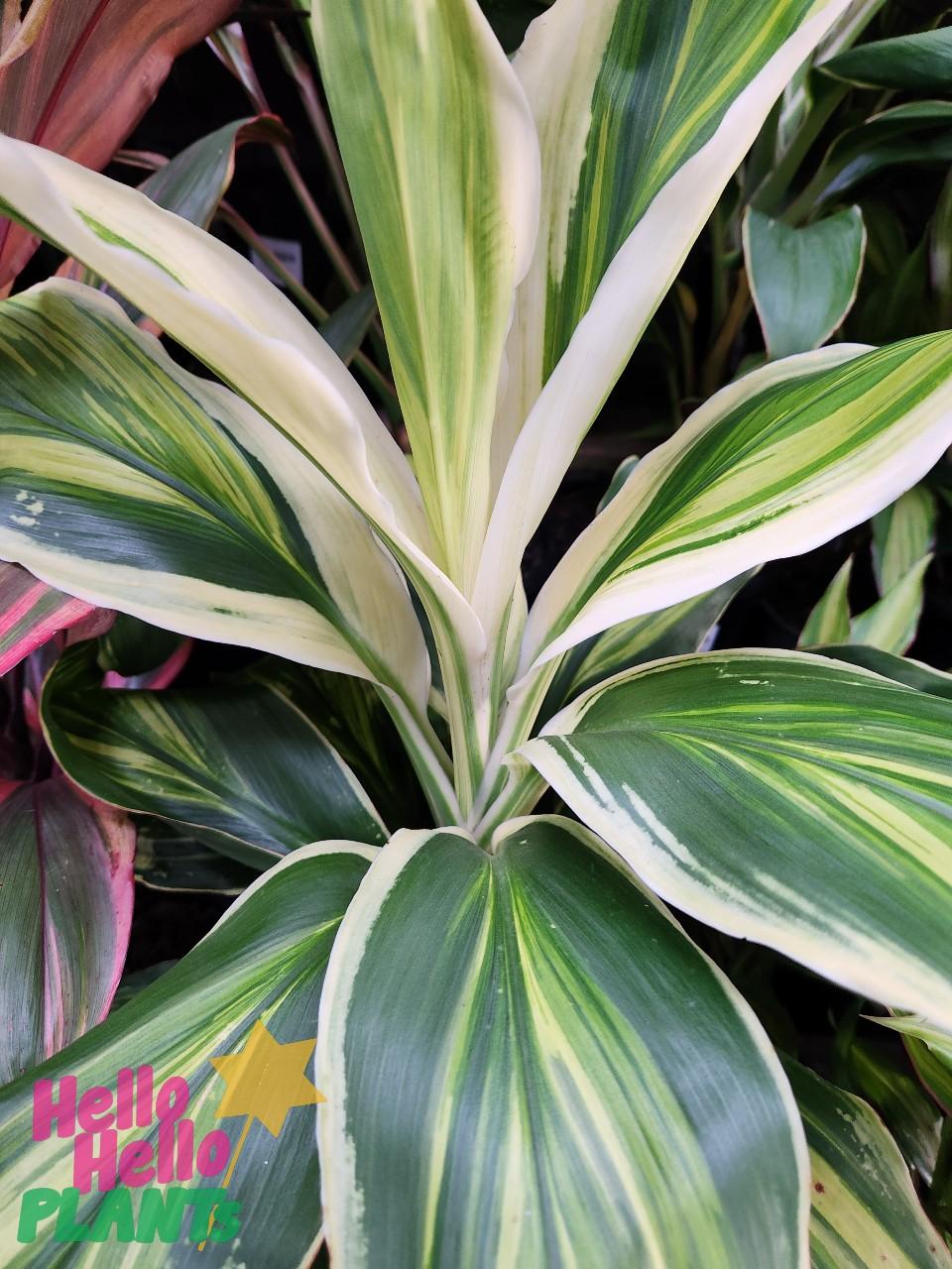 Cordyline Fruticosa Assorted - View 15 from www redcrocus com