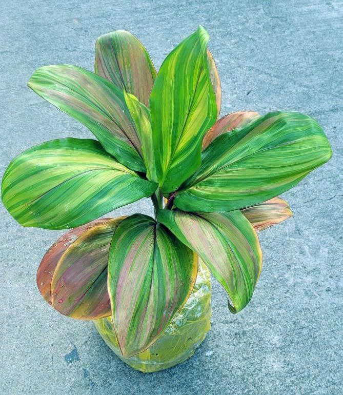 Cordyline Fruticosa Assorted - View 16 from www redcrocus com