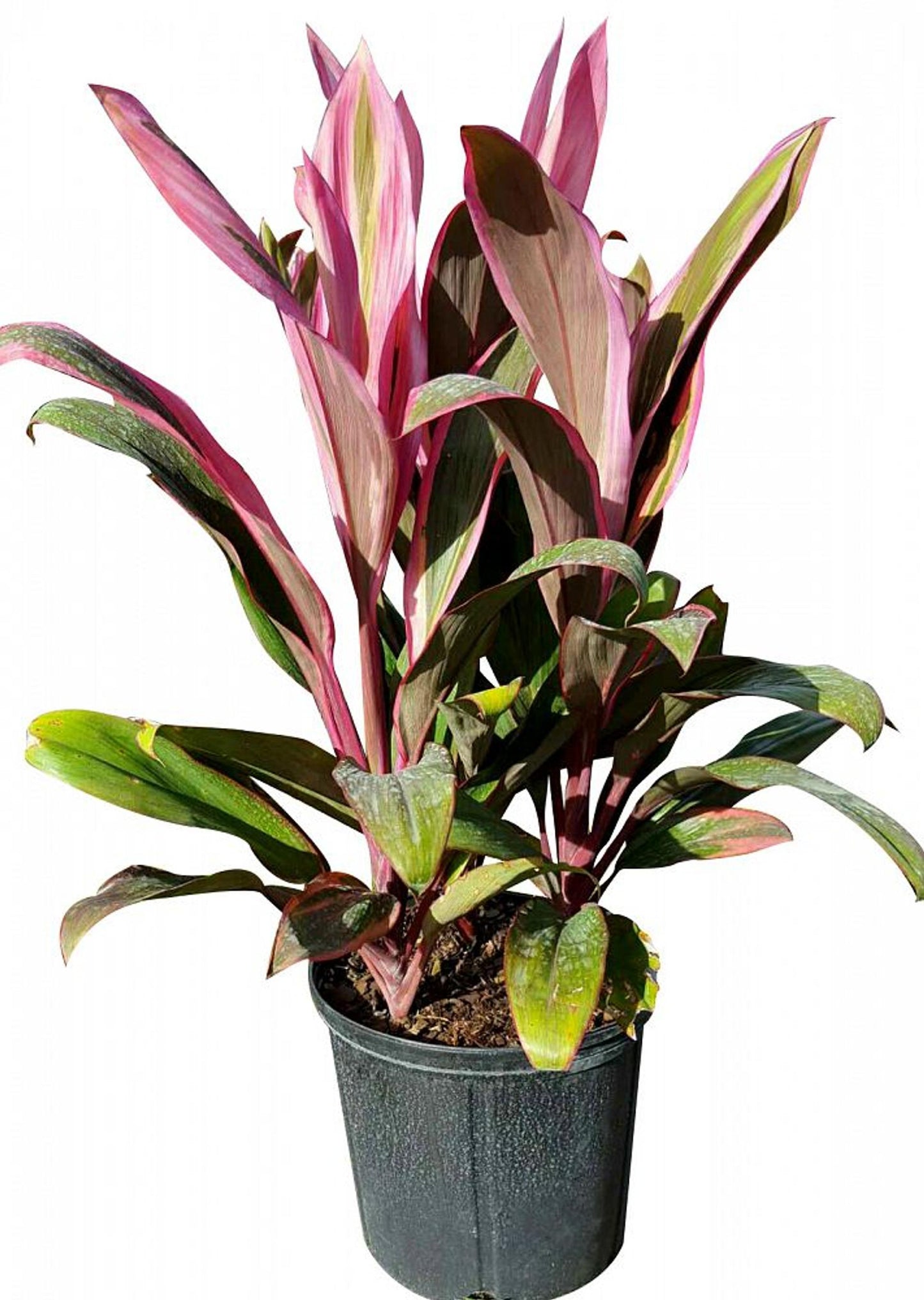 Cordyline Fruticosa Assorted - View 2 from www redcrocus com