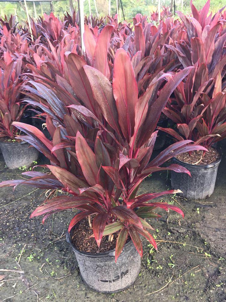 Cordyline Fruticosa Assorted - View 3 from www redcrocus com