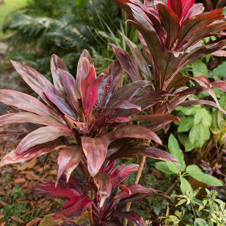 Cordyline Fruticosa Assorted - View 5 from www redcrocus com