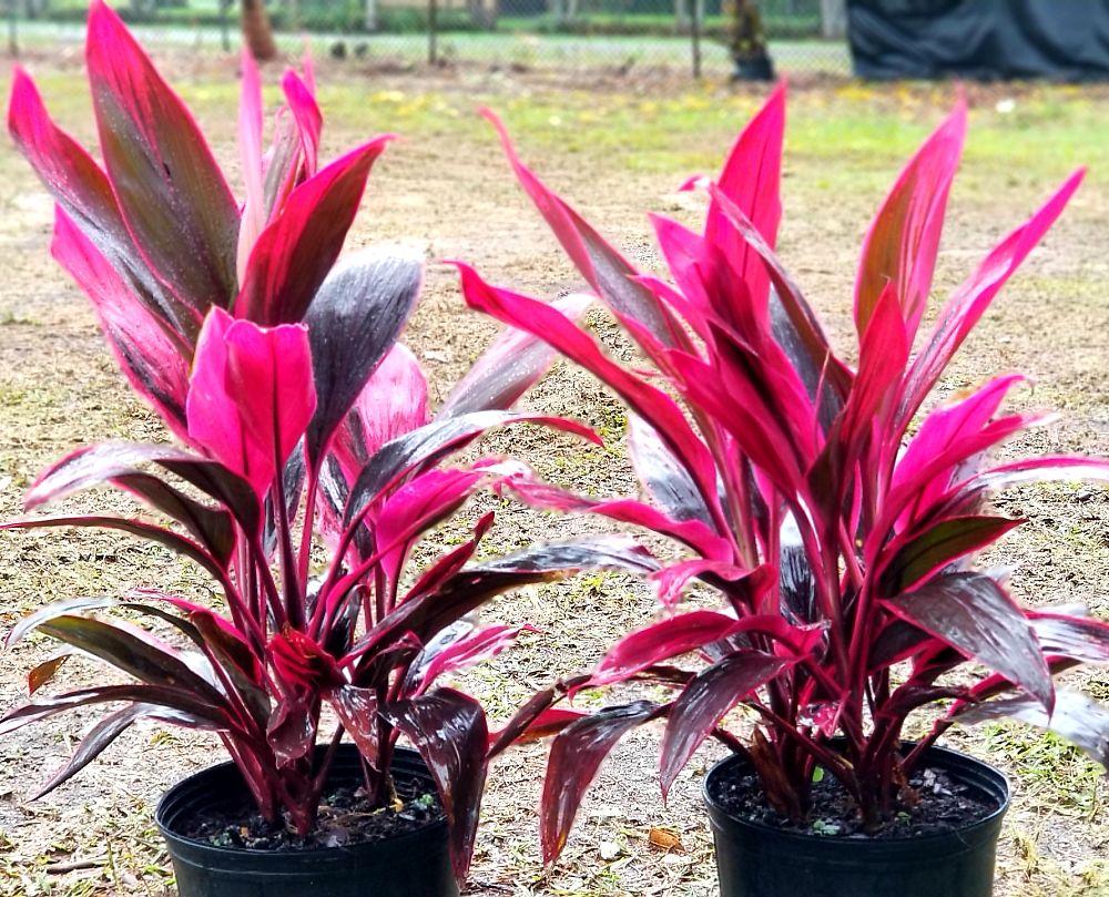 Cordyline Fruticosa Assorted - View 7 from www redcrocus com