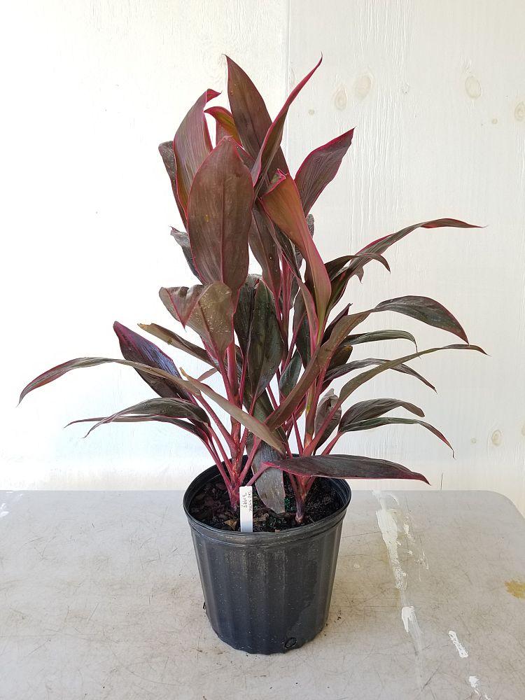 Cordyline Fruticosa Assorted - View 8 from www redcrocus com