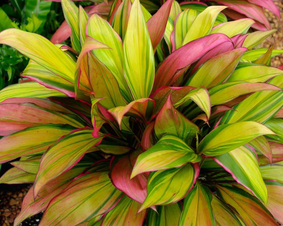Cordyline Fruticosa Assorted - View 9 from www redcrocus com