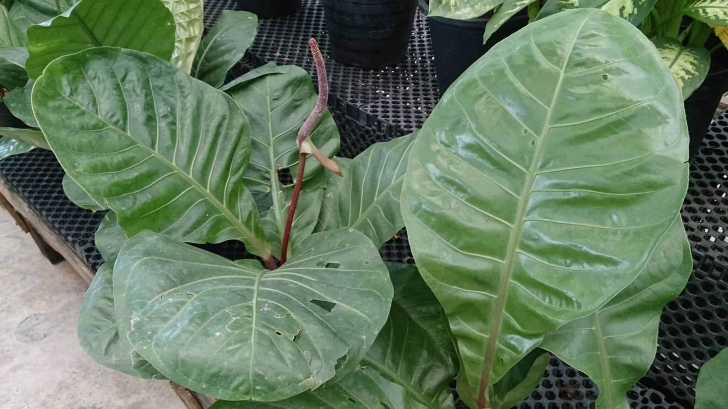 Anthurium X Hookeri - View 10 from www redcrocus com