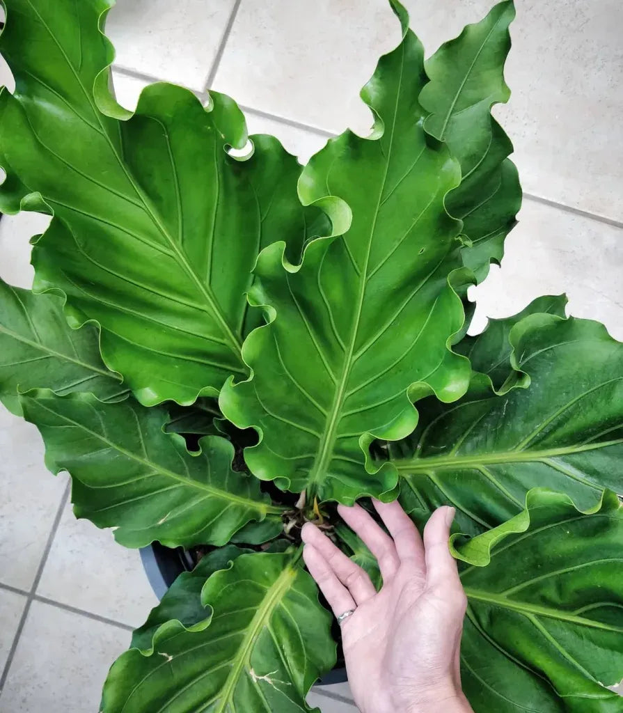 Anthurium X Hookeri - View 10 from www redcrocus com