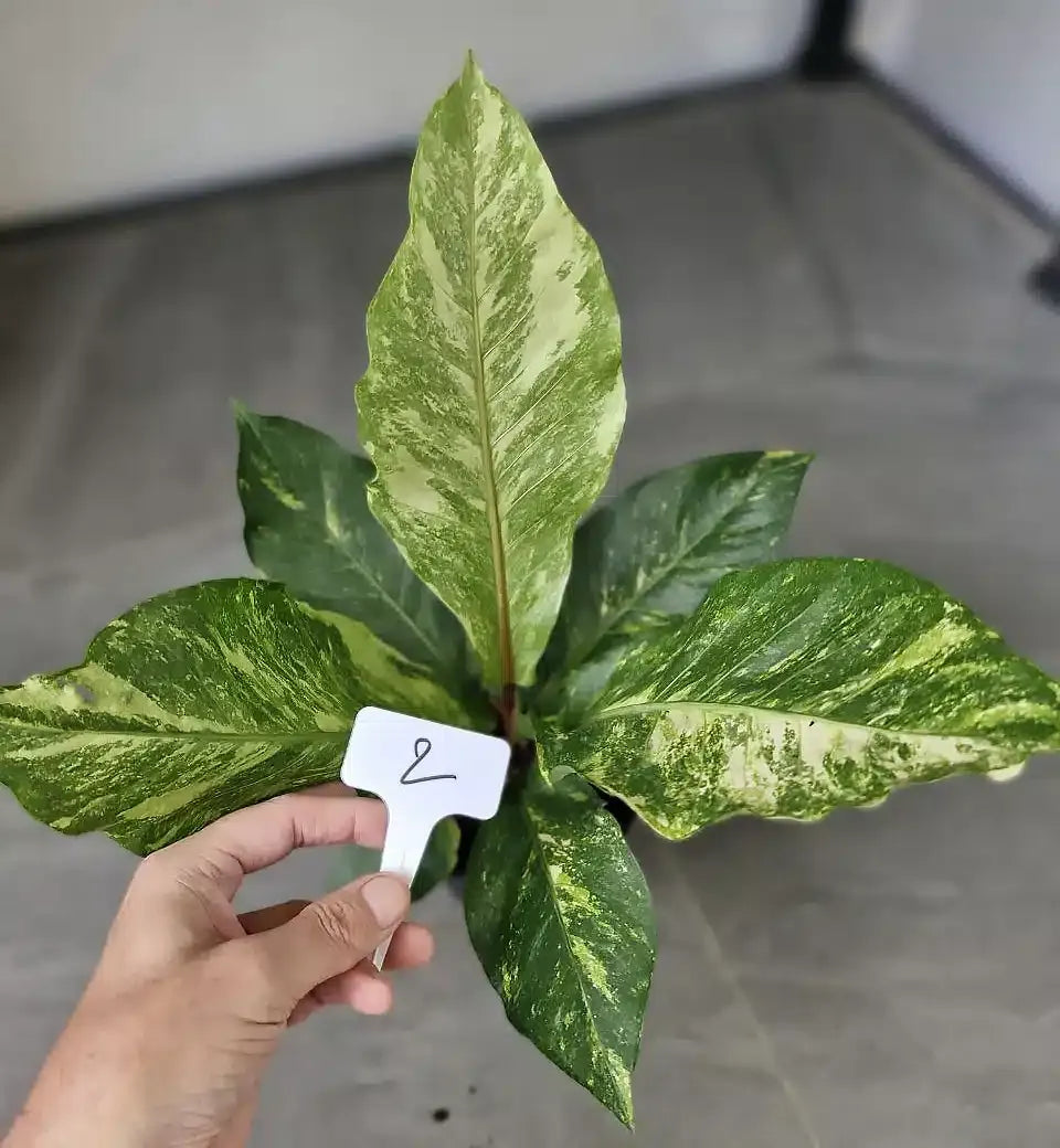 Anthurium X Hookeri - View 11 from www redcrocus com