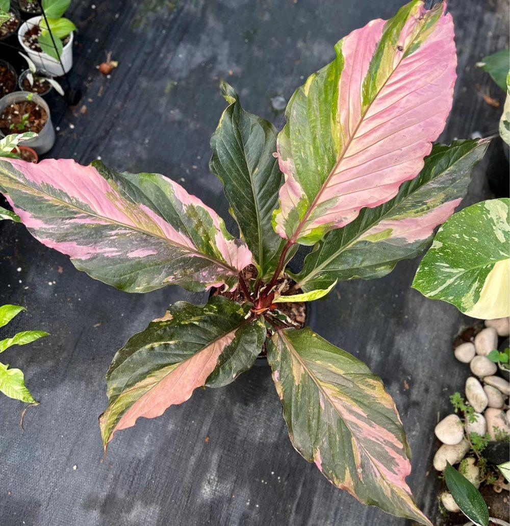 Anthurium X Hookeri - View 11 from www redcrocus com