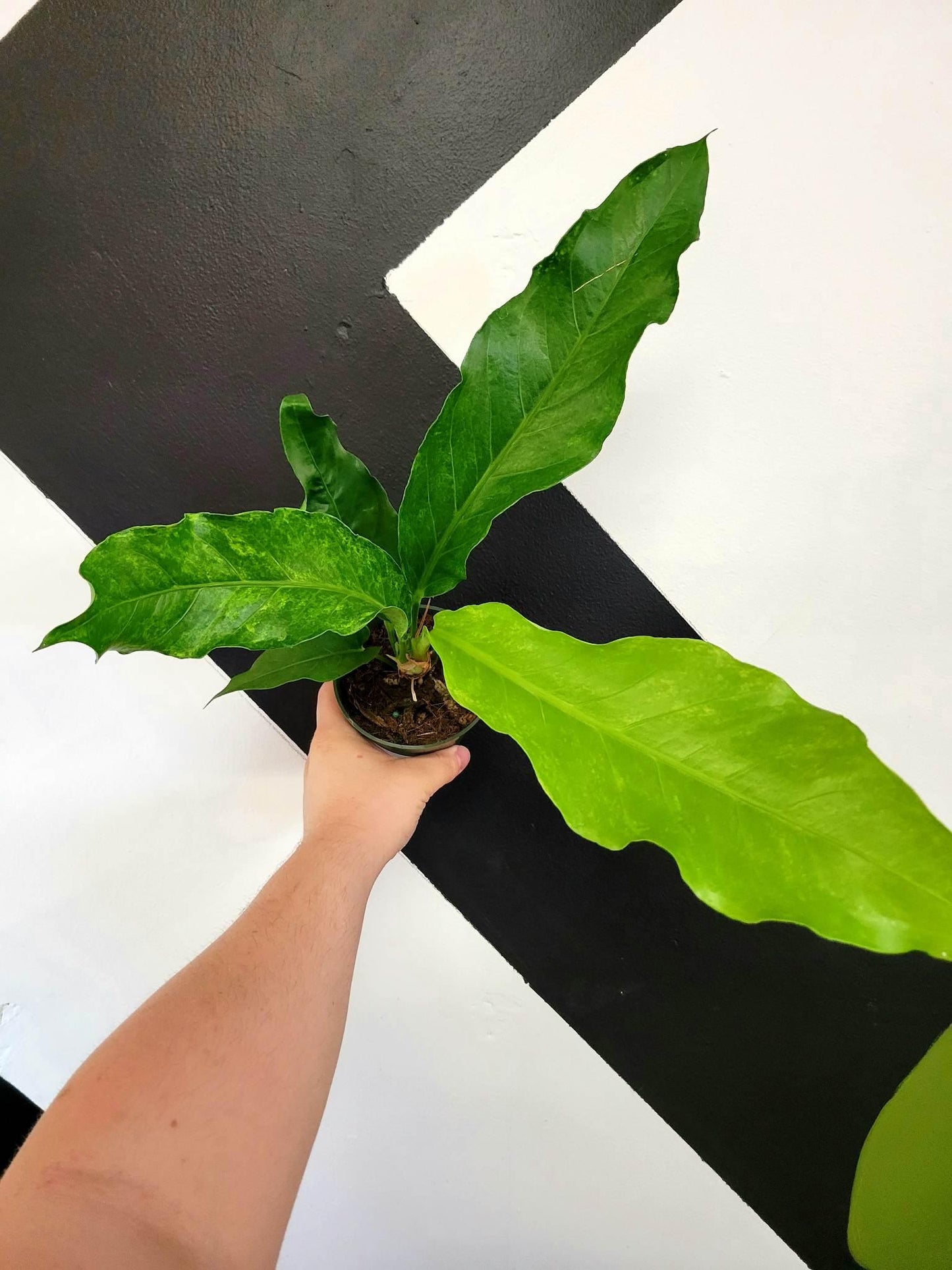 Anthurium X Hookeri - View 12 from www redcrocus com