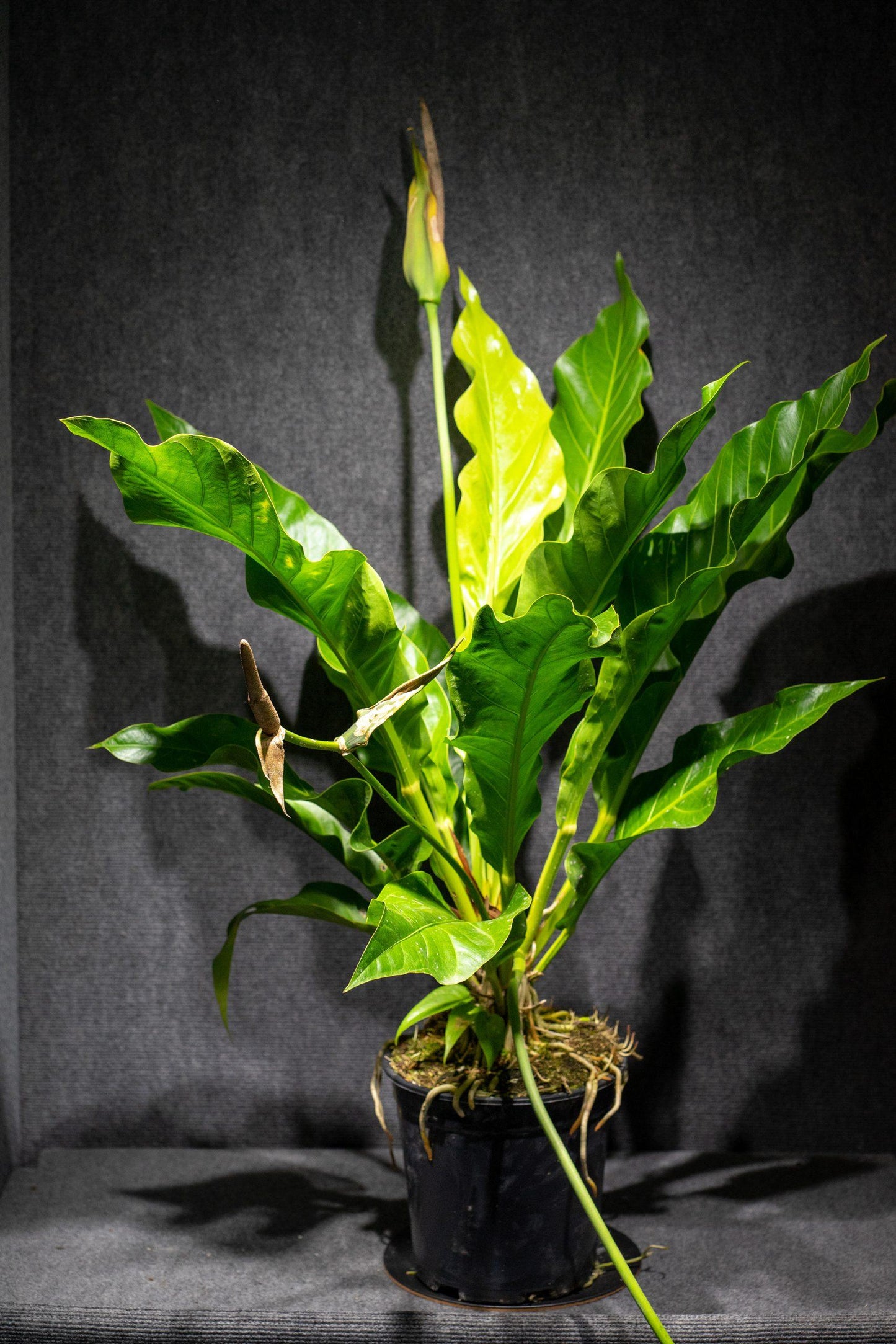 Anthurium X Hookeri - View 13 from www redcrocus com