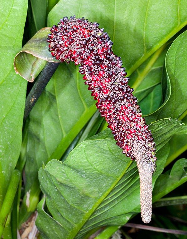 Anthurium X Hookeri - View 15 from www redcrocus com