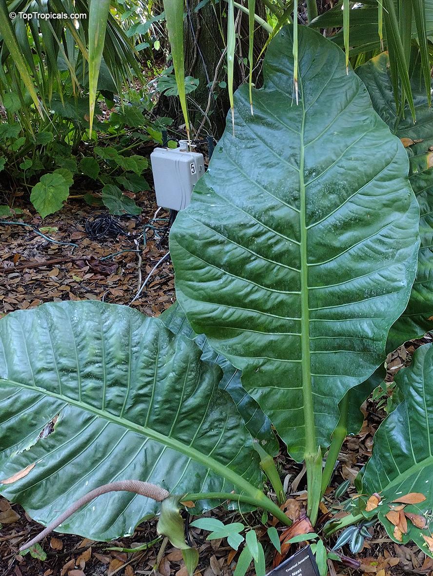 Anthurium X Hookeri - View 16 from www redcrocus com