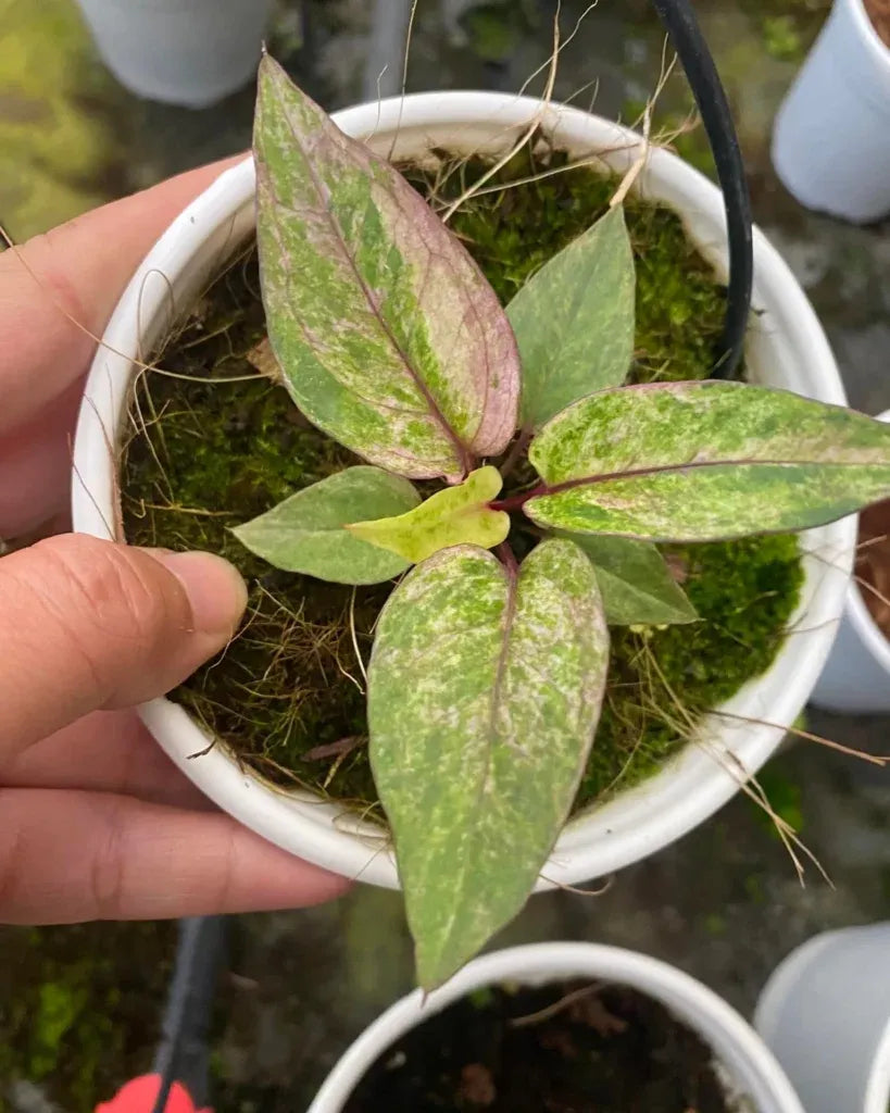 Anthurium X Hookeri - View 16 from www redcrocus com