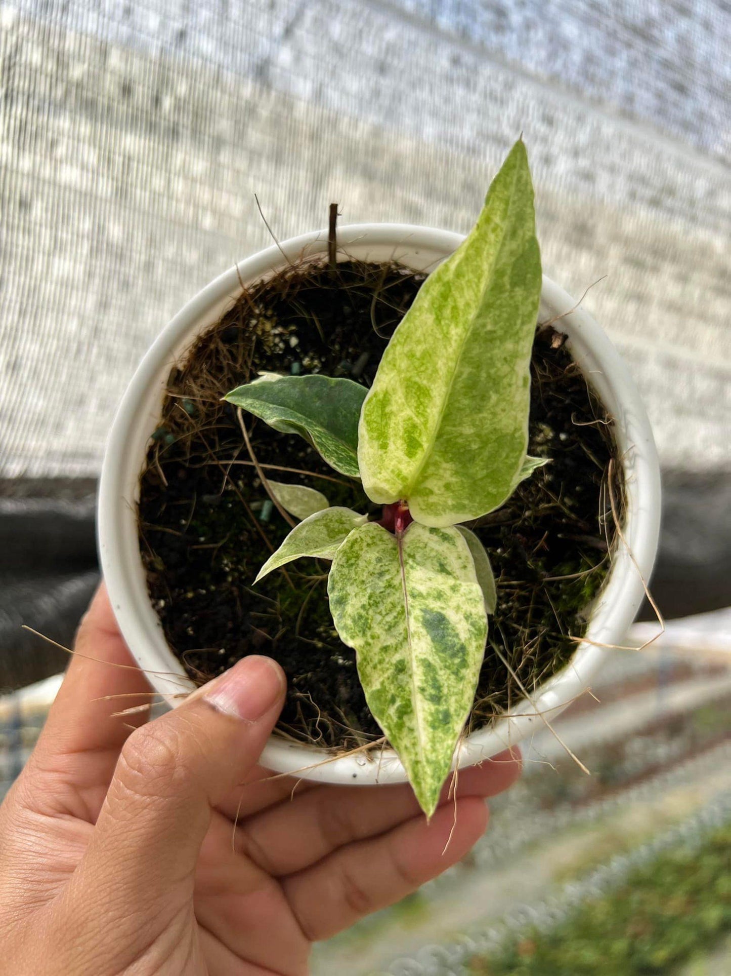 Anthurium X Hookeri - View 18 from www redcrocus com