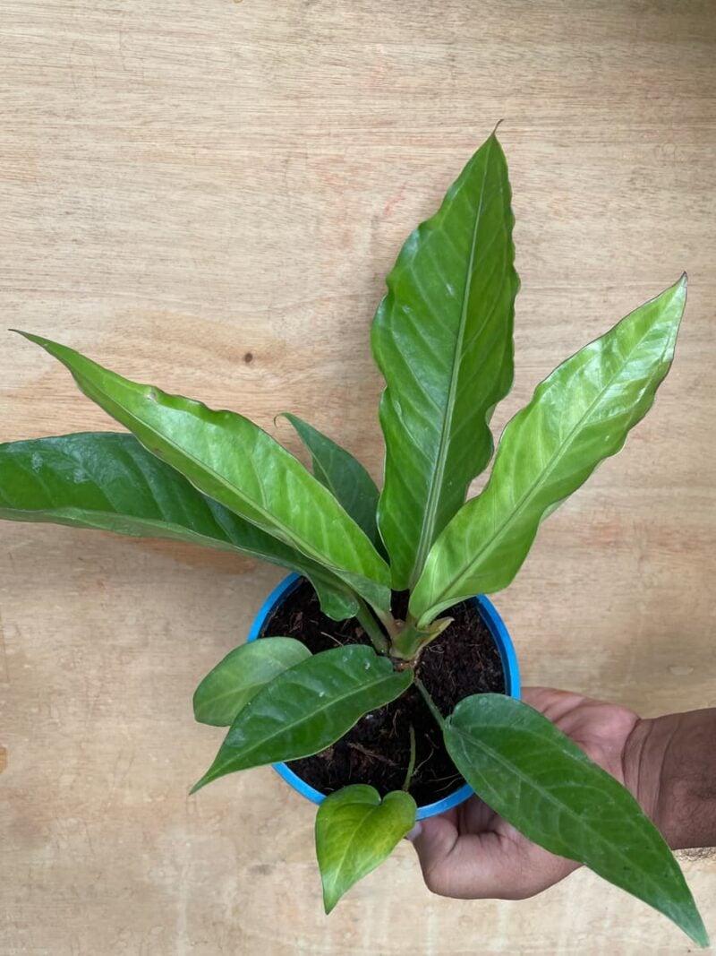 Anthurium X Hookeri - View 19 from www redcrocus com