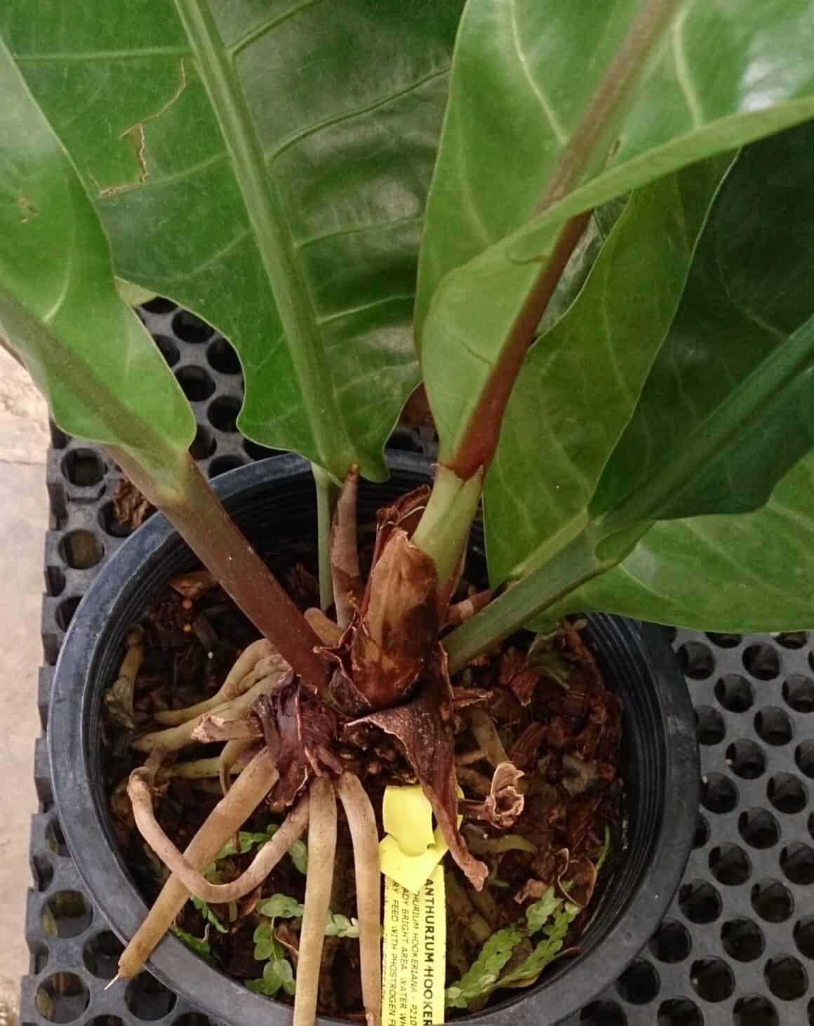 Anthurium X Hookeri - View 20 from www redcrocus com