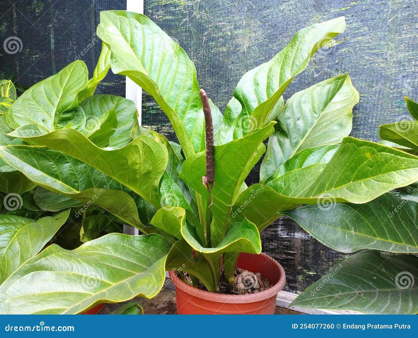 Anthurium X Hookeri - View 4 from www redcrocus com