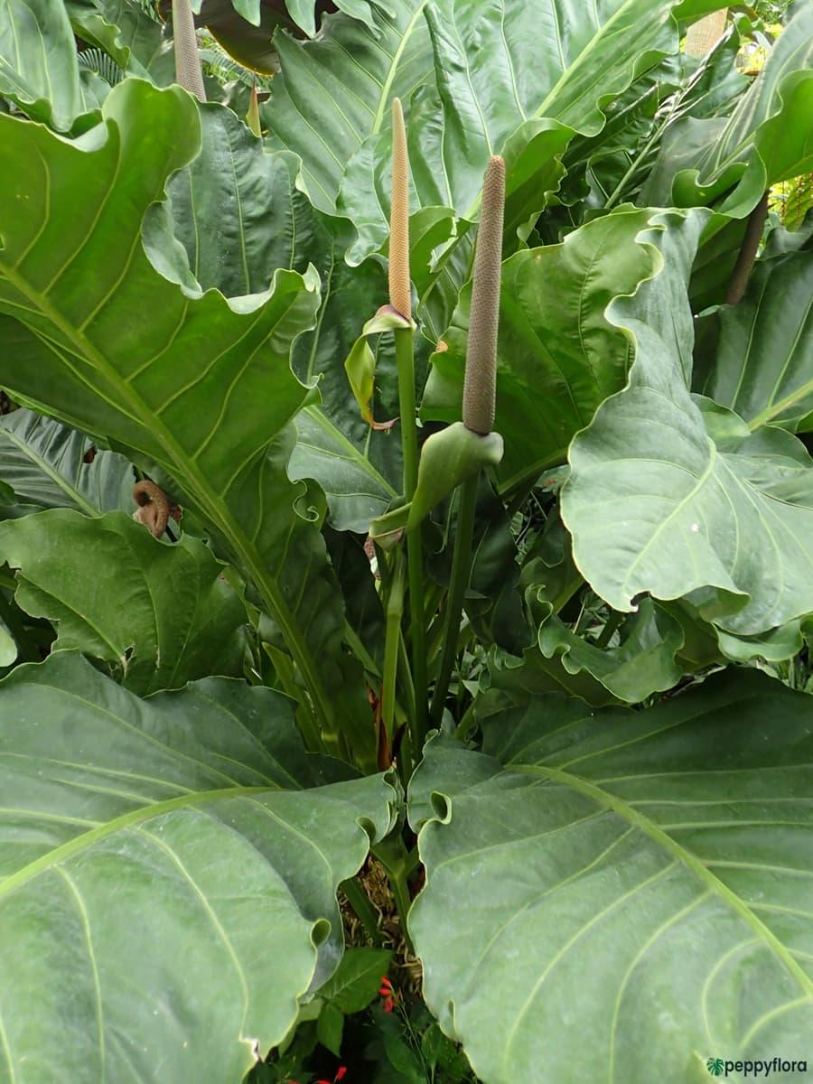 Anthurium X Hookeri - View 5 from www redcrocus com