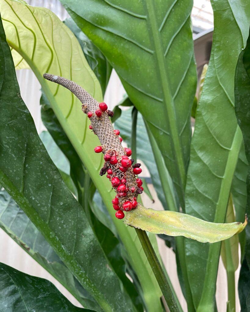 Anthurium X Hookeri - View 6 from www redcrocus com