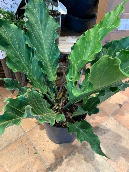 Anthurium X Hookeri - View 7 from www redcrocus com