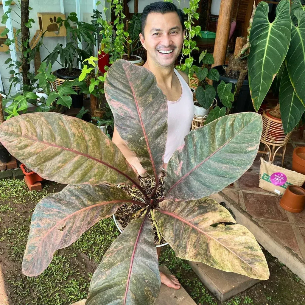 Anthurium X Hookeri - View 7 from www redcrocus com