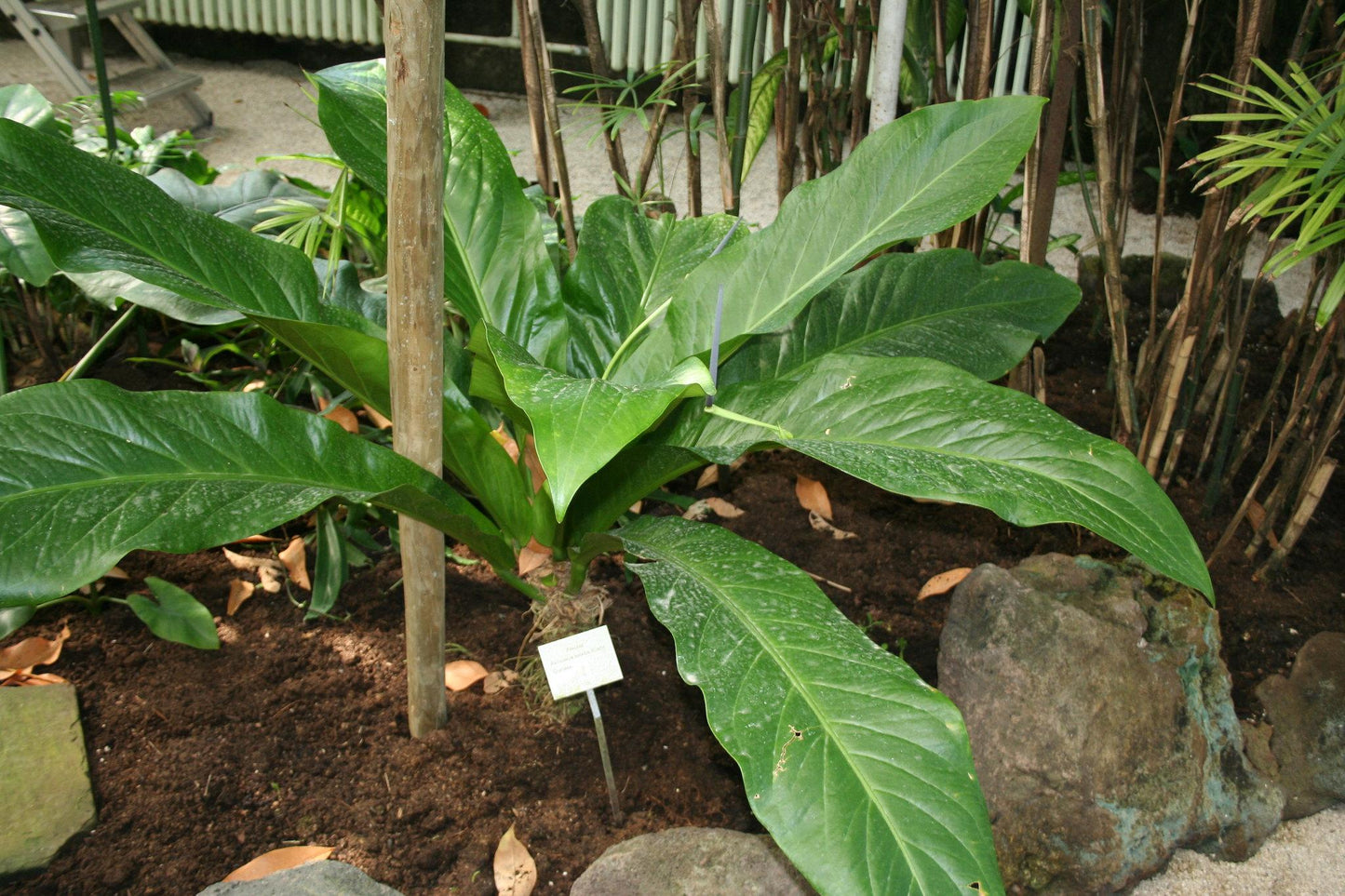 Anthurium X Hookeri - View 8 from www redcrocus com