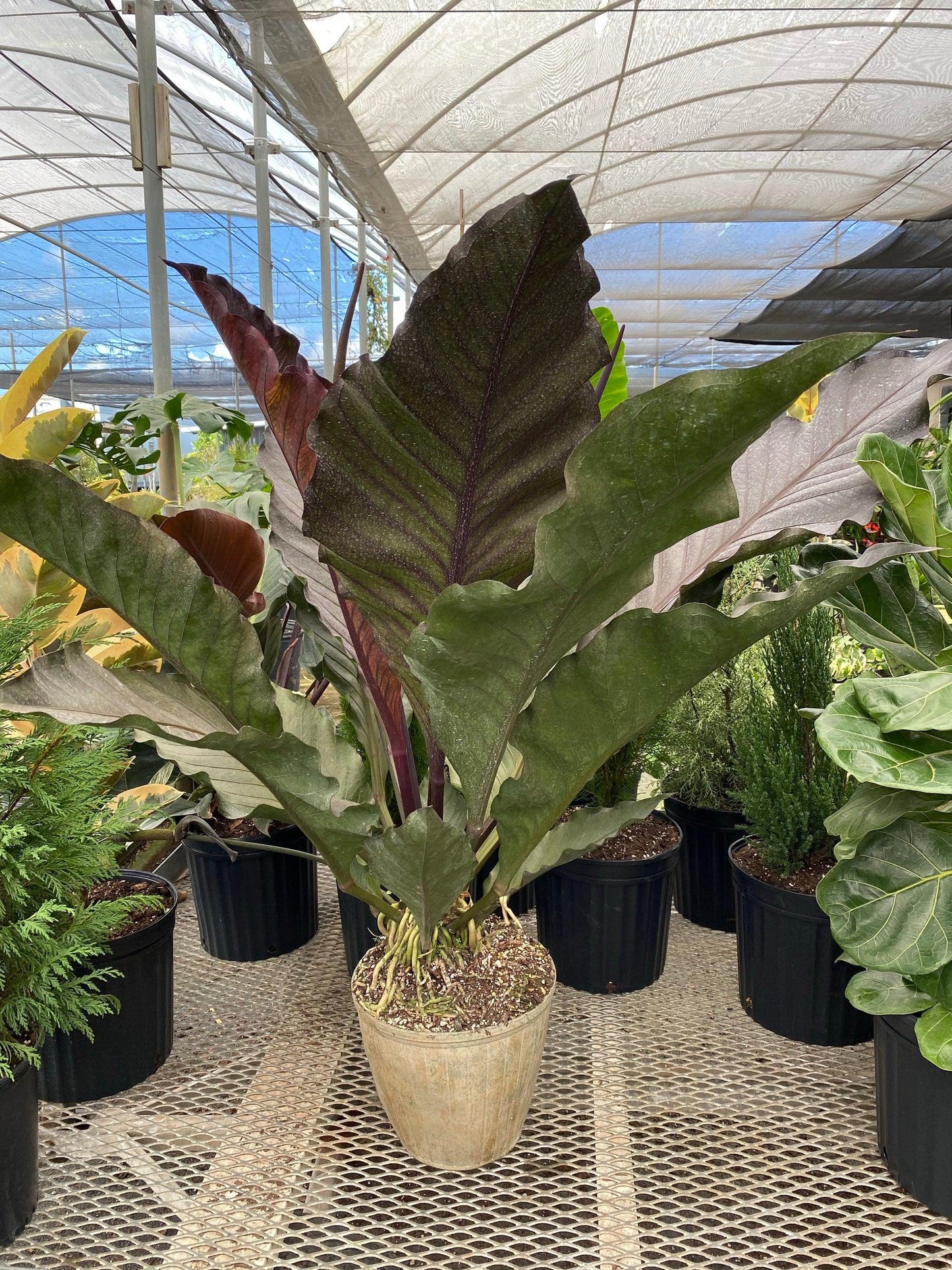 Anthurium X Hookeri - View 9 from www redcrocus com