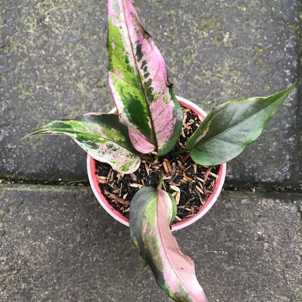 Anthurium X Hookeri - View 9 from www redcrocus com