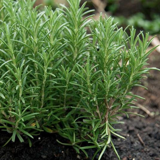 Rosmarinus Officinalis Barbecue - View 9 from www redcrocus com