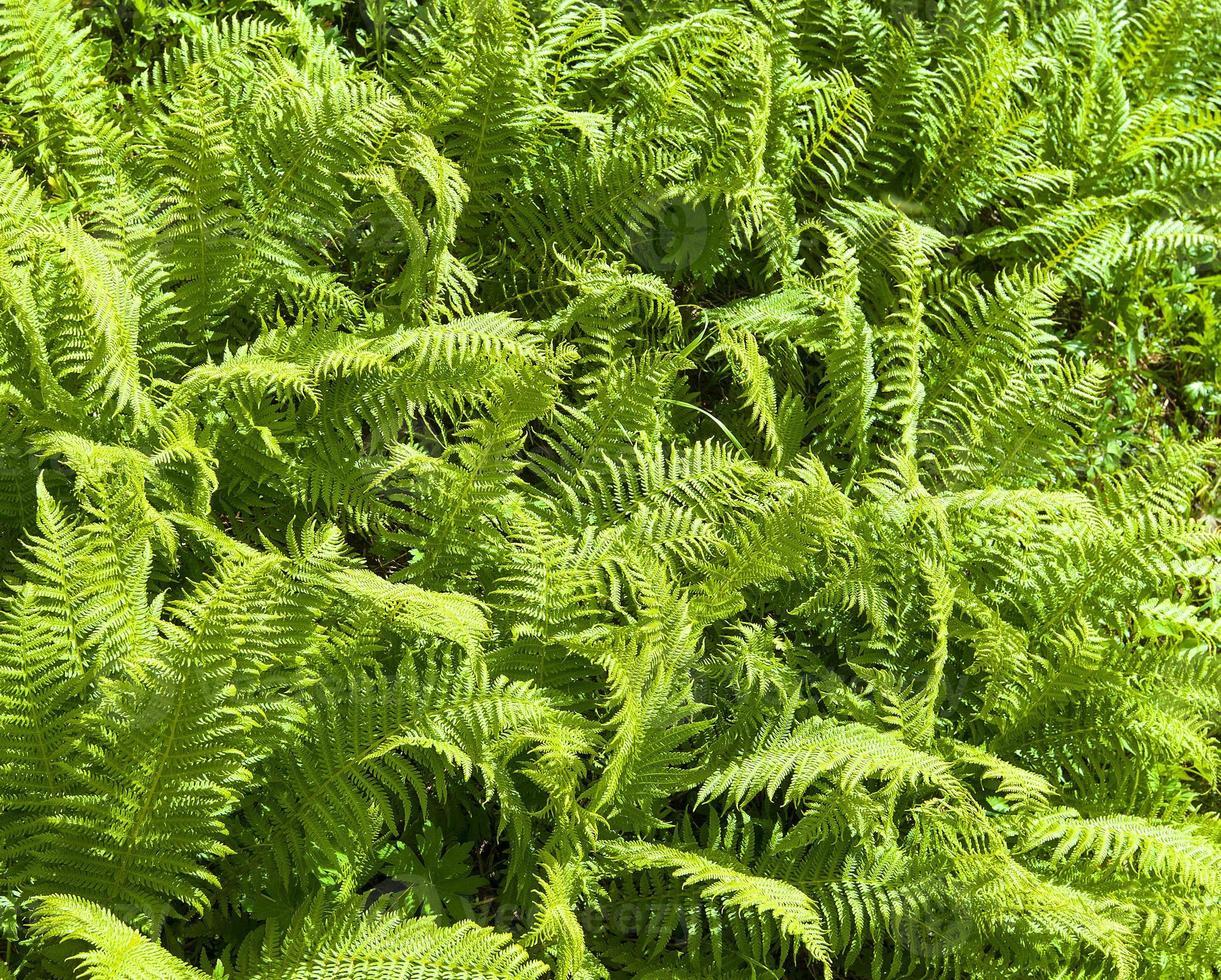 Fern Nephrolepis Assorted - View 10 from www redcrocus com