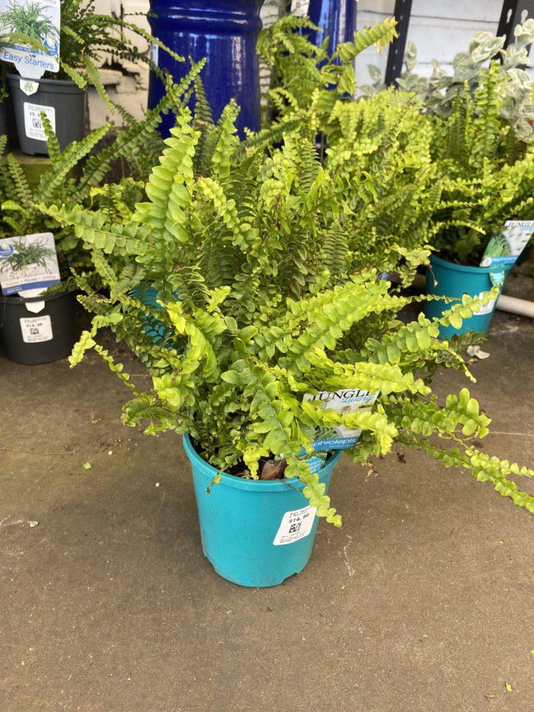 Fern Nephrolepis Assorted - View 15 from www redcrocus com