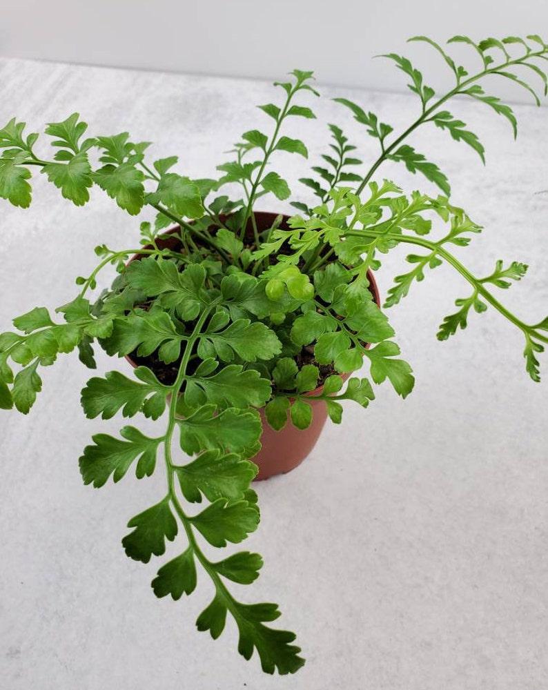 Fern Asplenium Hybrid Austral Gem - View 10 from www redcrocus com