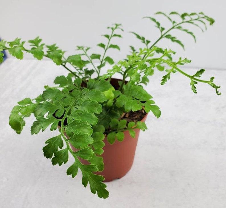Fern Asplenium Hybrid Austral Gem - View 11 from www redcrocus com