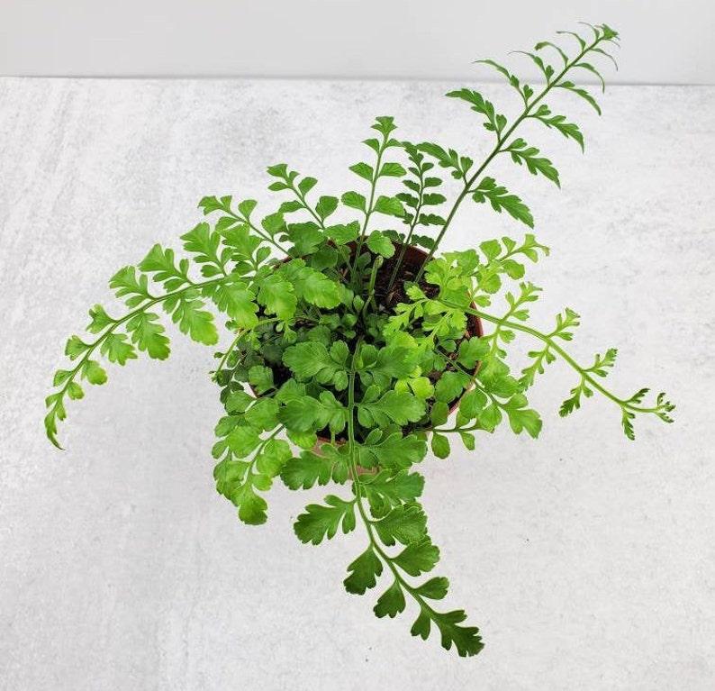 Fern Asplenium Hybrid Austral Gem - View 12 from www redcrocus com