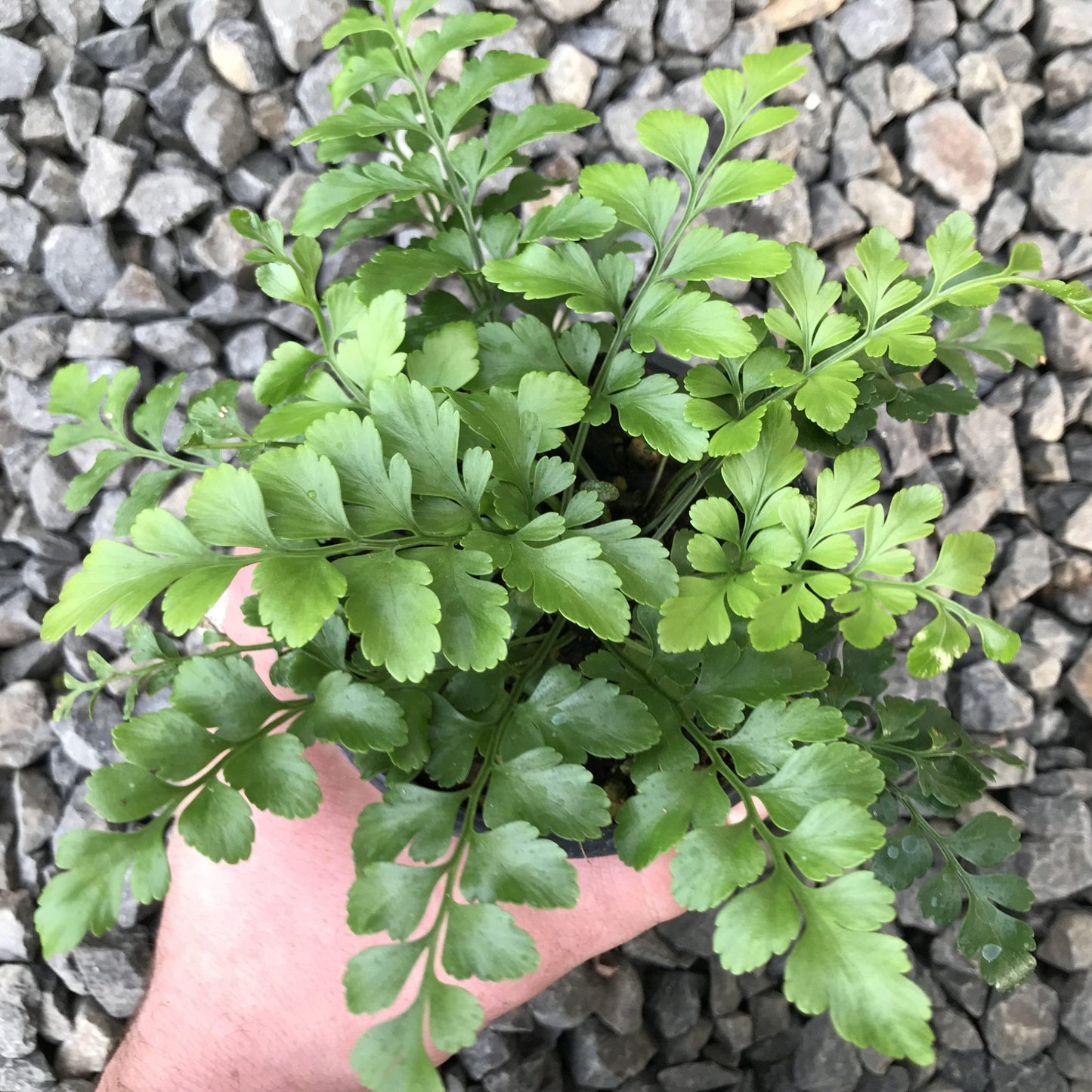 Fern Asplenium Hybrid Austral Gem - View 13 from www redcrocus com