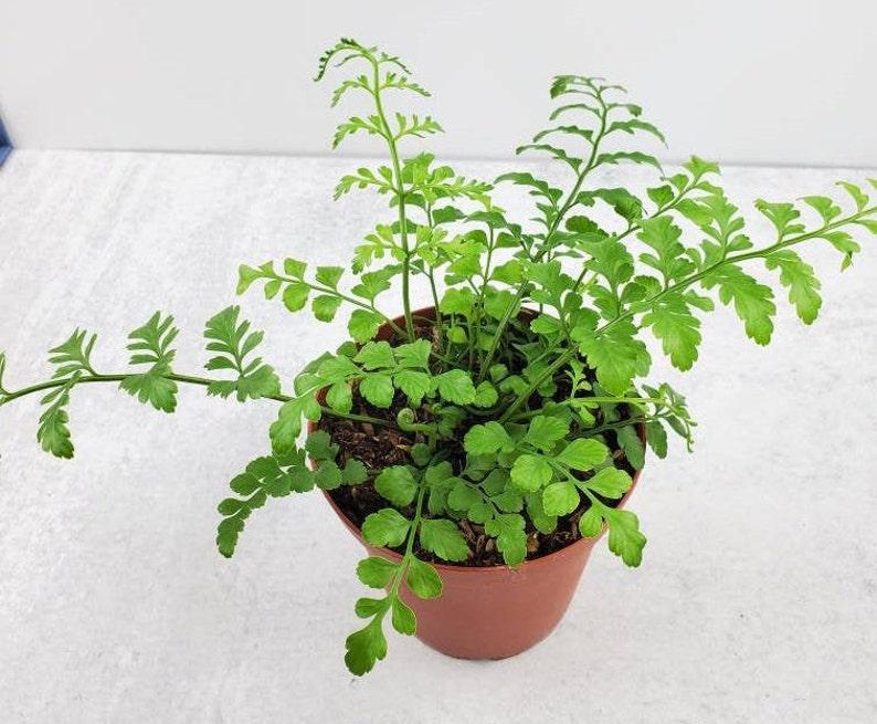 Fern Asplenium Hybrid Austral Gem - View 14 from www redcrocus com