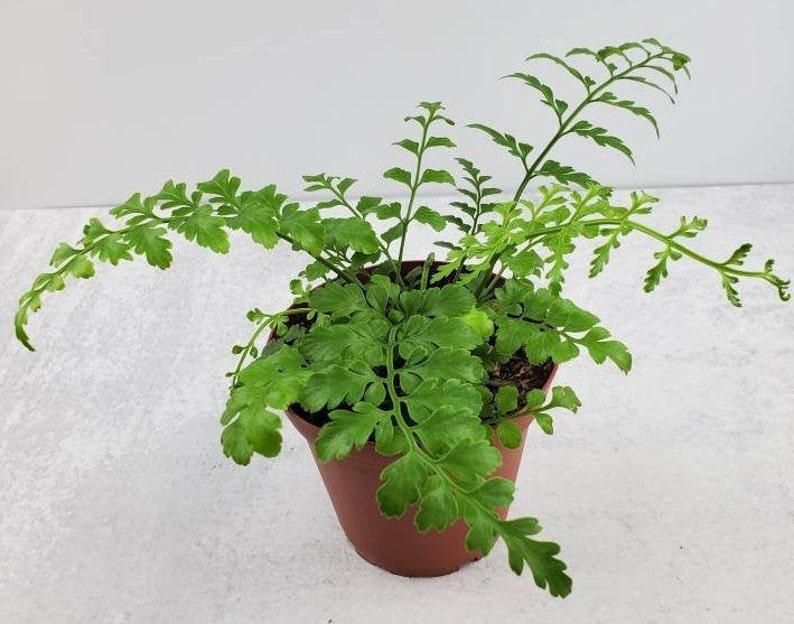 Fern Asplenium Hybrid Austral Gem - View 16 from www redcrocus com