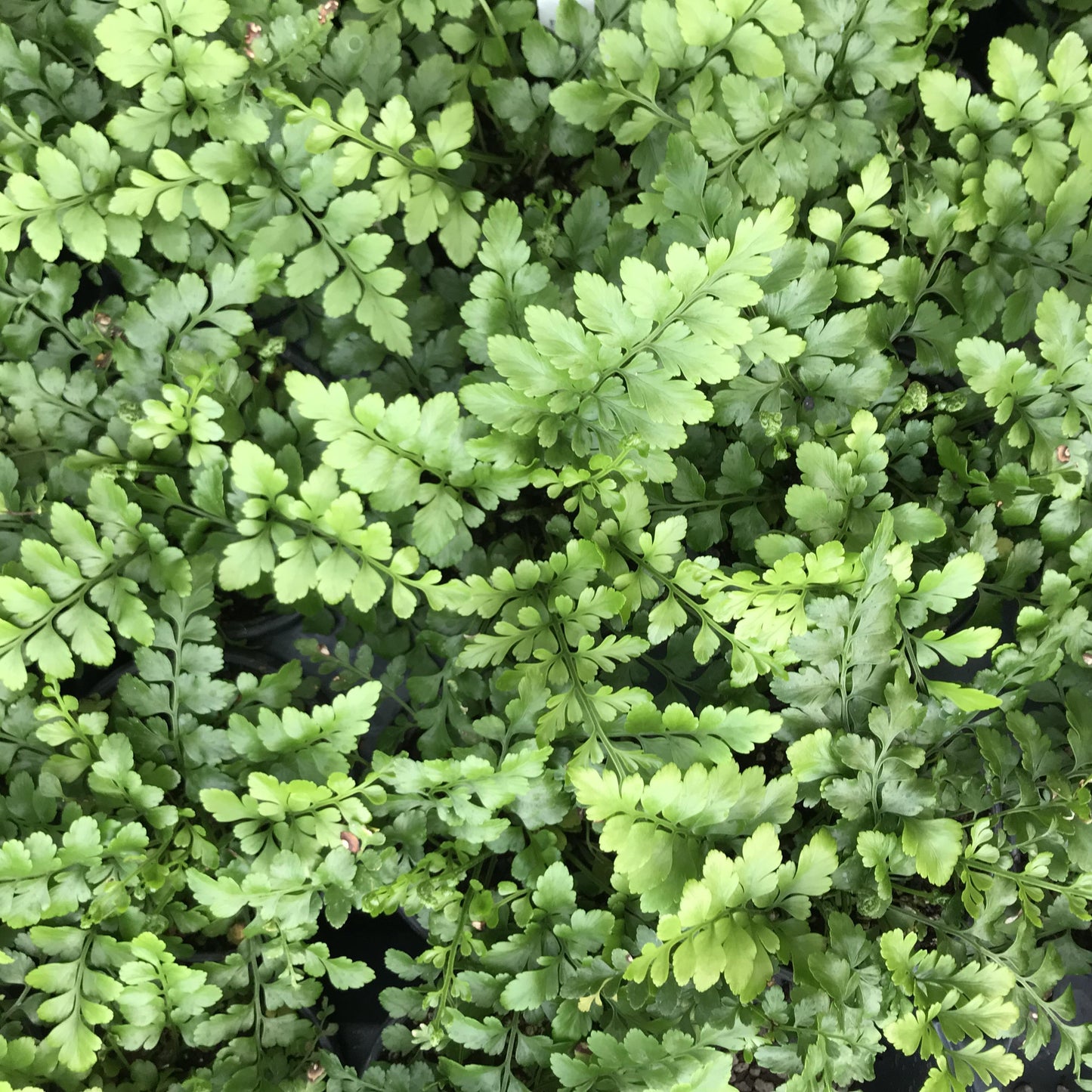 Fern Asplenium Hybrid Austral Gem - View 17 from www redcrocus com