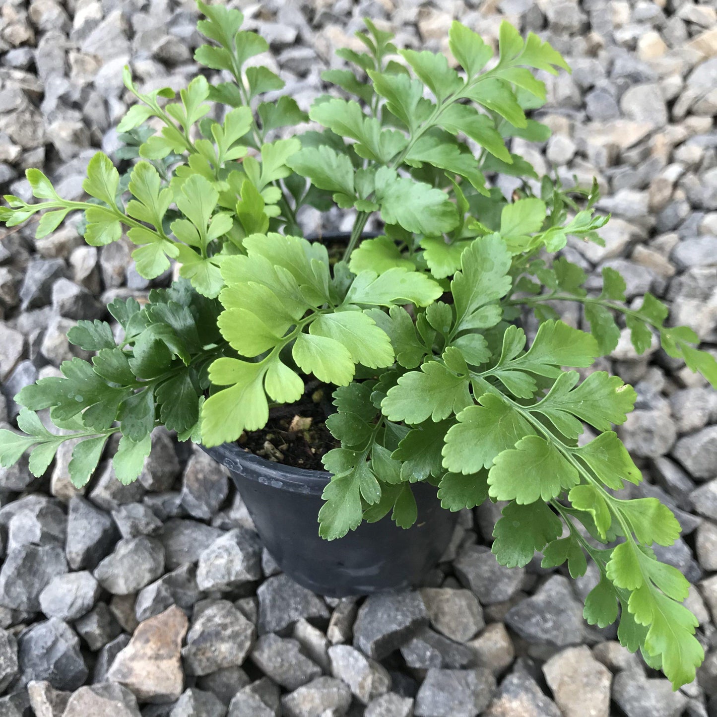 Fern Asplenium Hybrid Austral Gem - View 18 from www redcrocus com