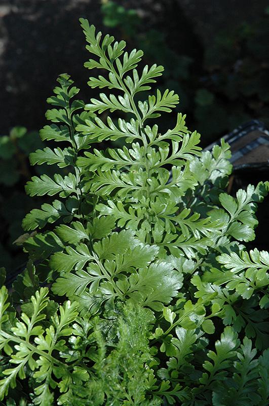 Fern Asplenium Hybrid Austral Gem - View 2 from www redcrocus com