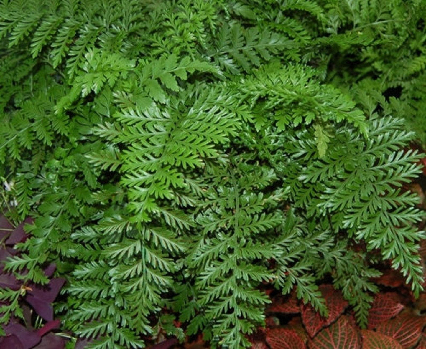 Fern Asplenium Hybrid Austral Gem - View 3 from www redcrocus com