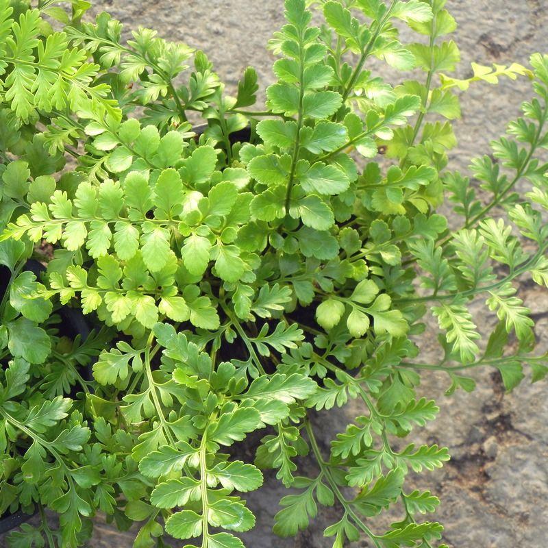 Fern Asplenium Hybrid Austral Gem - View 4 from www redcrocus com