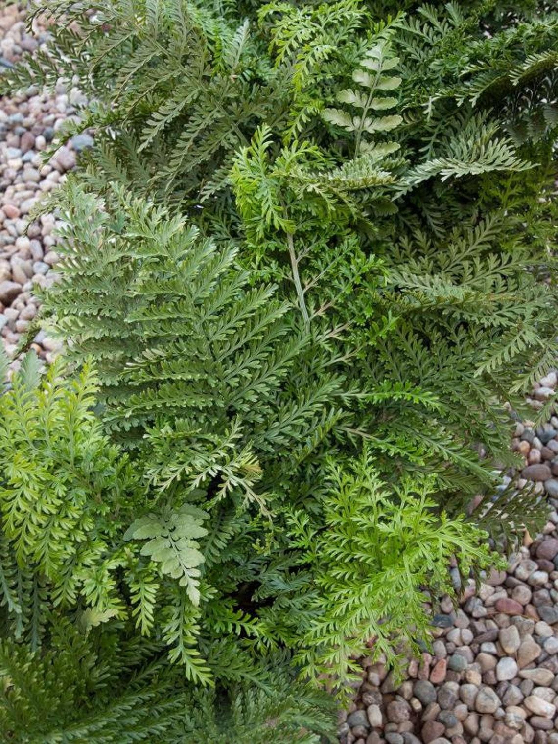 Fern Asplenium Hybrid Austral Gem - View 6 from www redcrocus com