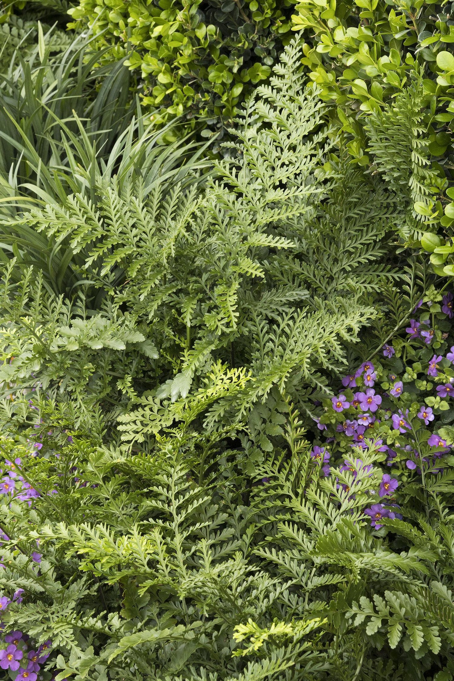 Fern Asplenium Hybrid Austral Gem - View 7 from www redcrocus com