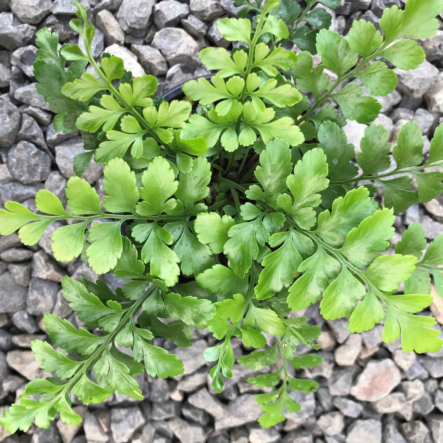 Fern Asplenium Hybrid Austral Gem - View 8 from www redcrocus com