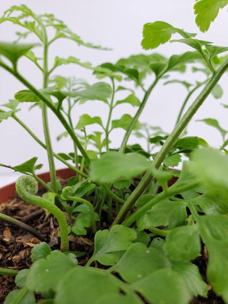 Fern Asplenium Hybrid Austral Gem - View 9 from www redcrocus com