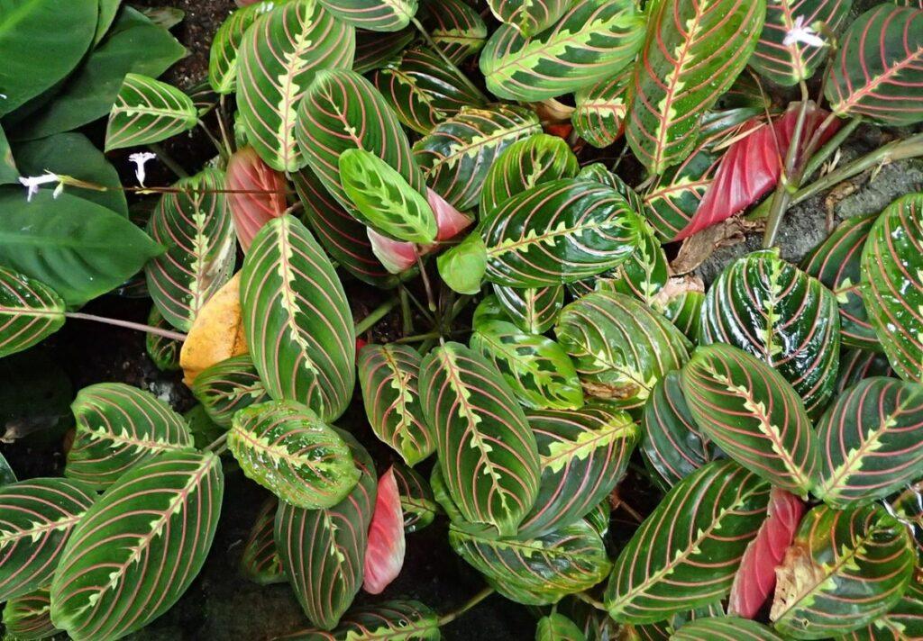 Maranta Assorted - View 12 from www redcrocus com